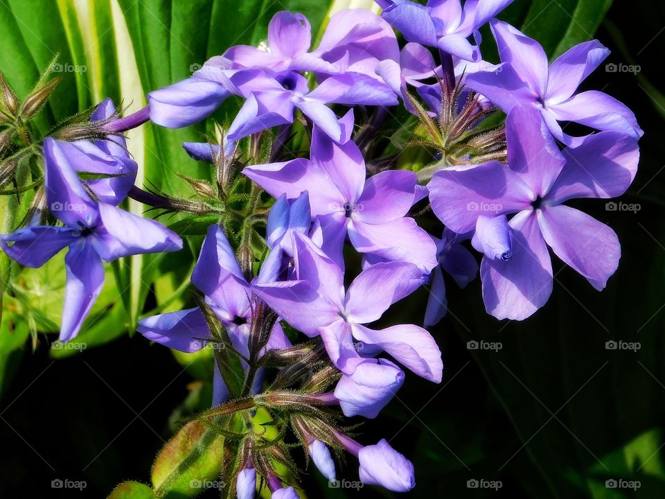 Phlox