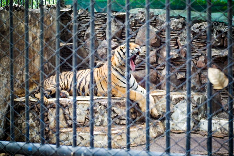 Yawning tiger🐯