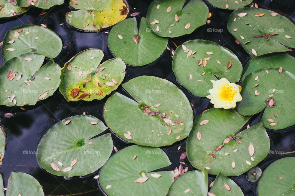 Lily pads