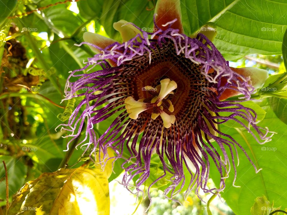 Passionflower after full bloom