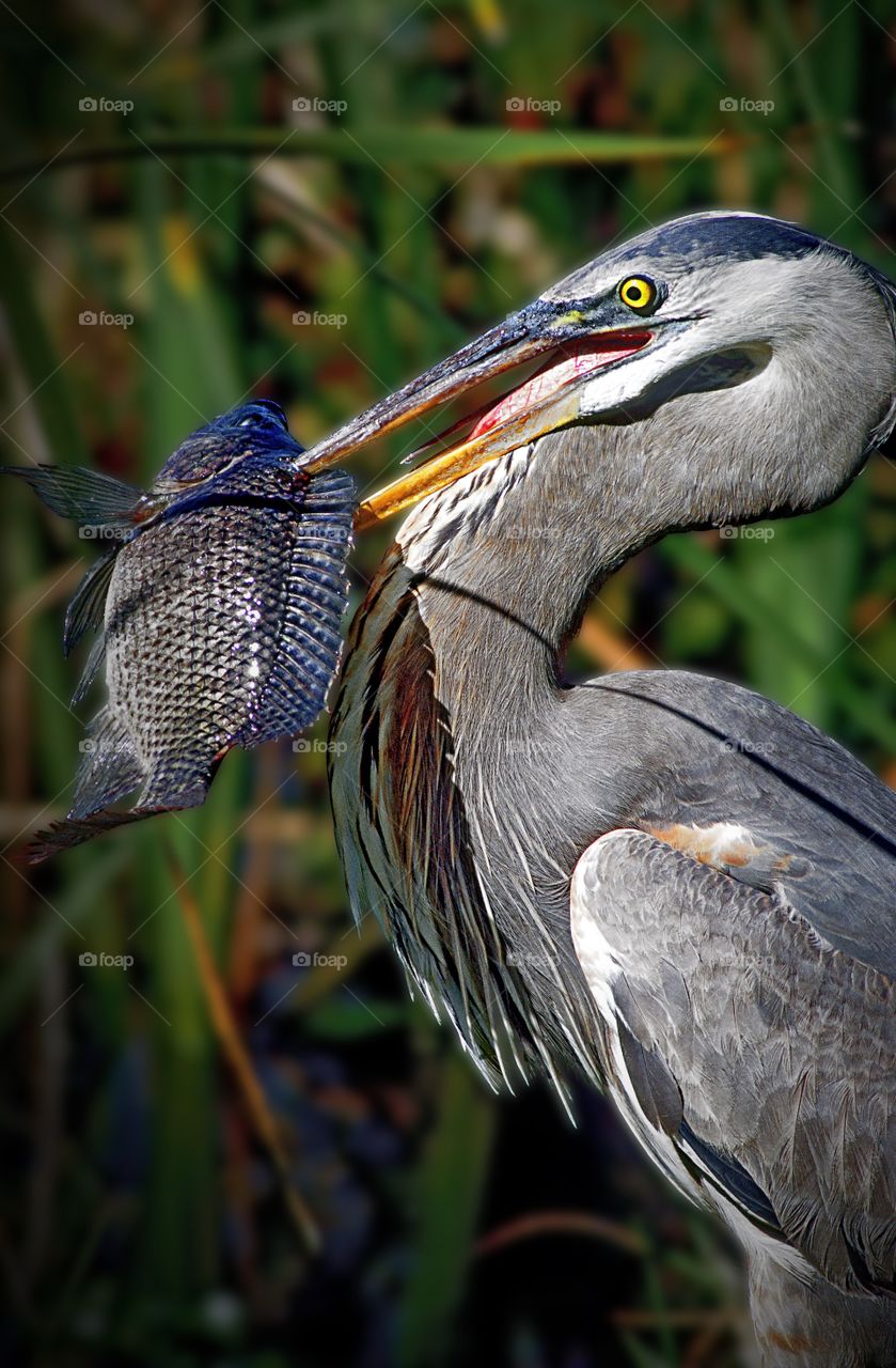 Portrait of a proud Great Blue Heron with his catch in the Florida Everglades.