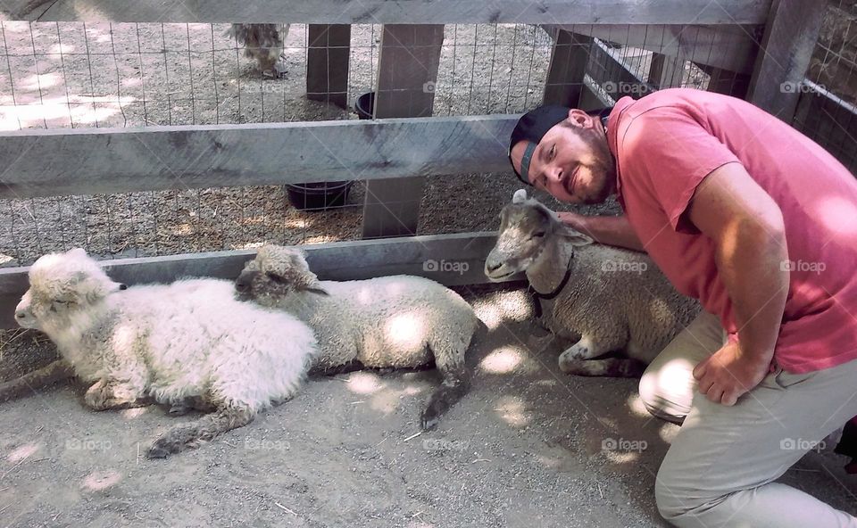 Man wearing pink shirt and backwards baseball hat down in his knees pets and poses with 3 white lambs during the Day in Michigan
