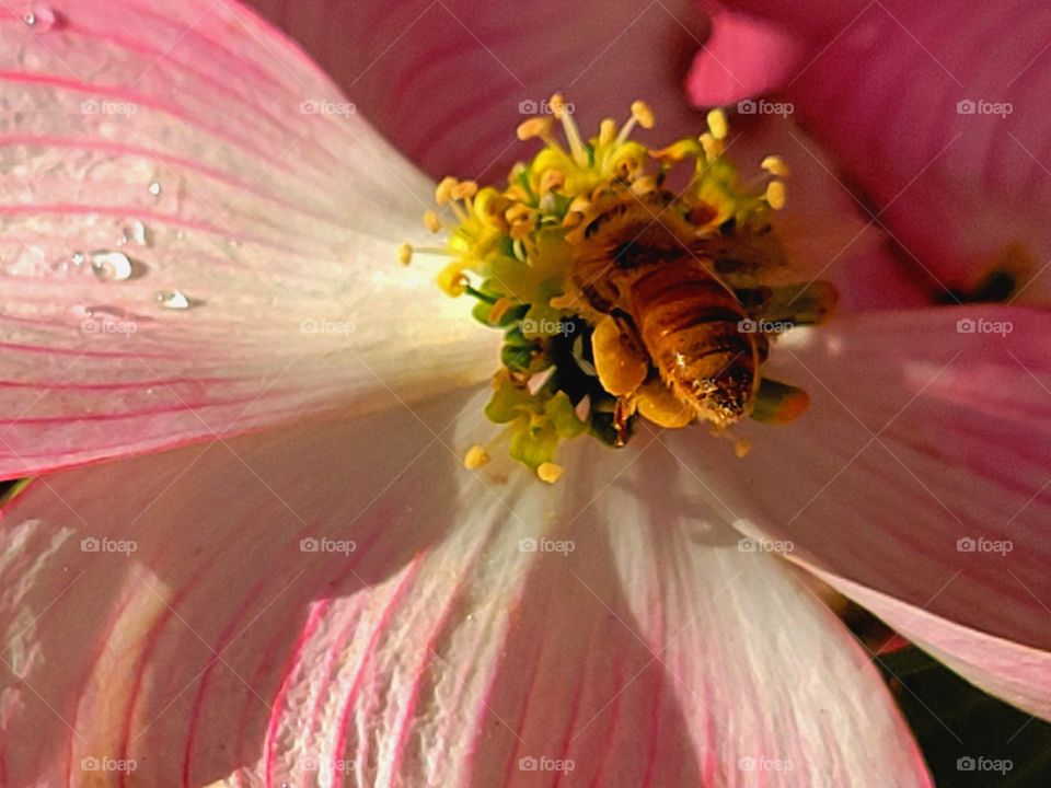 Honey Bee collecting nectar