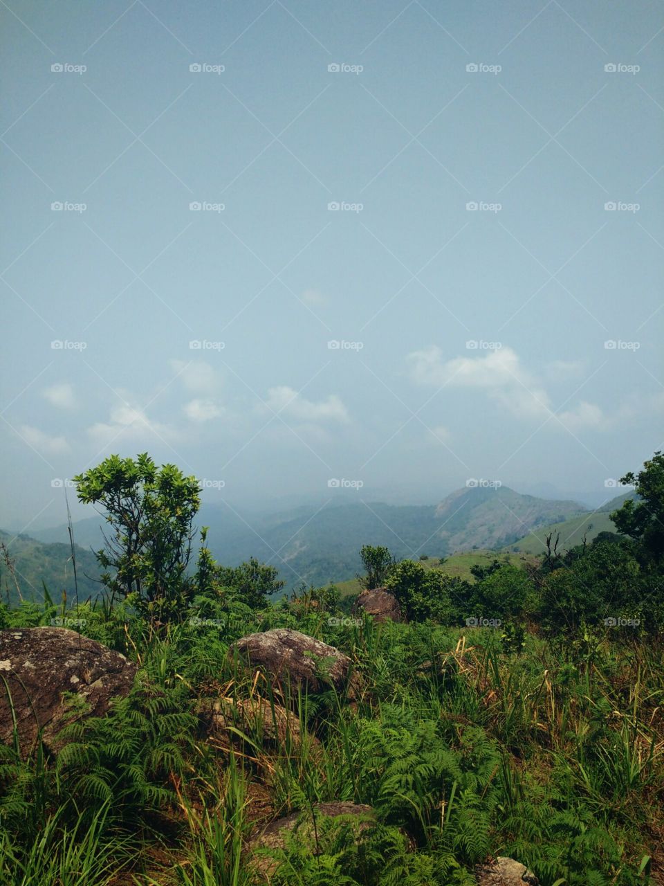 grass on mountain peak