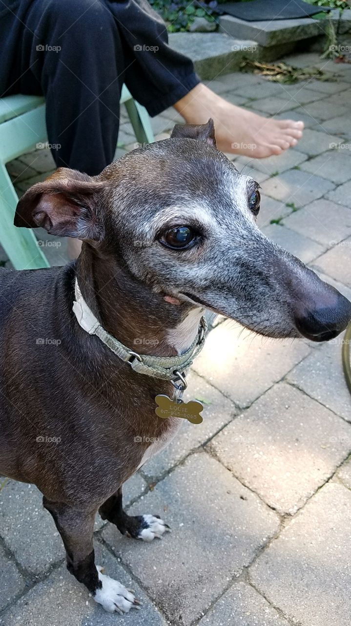 Dogs of the USA! Italian Greyhound!