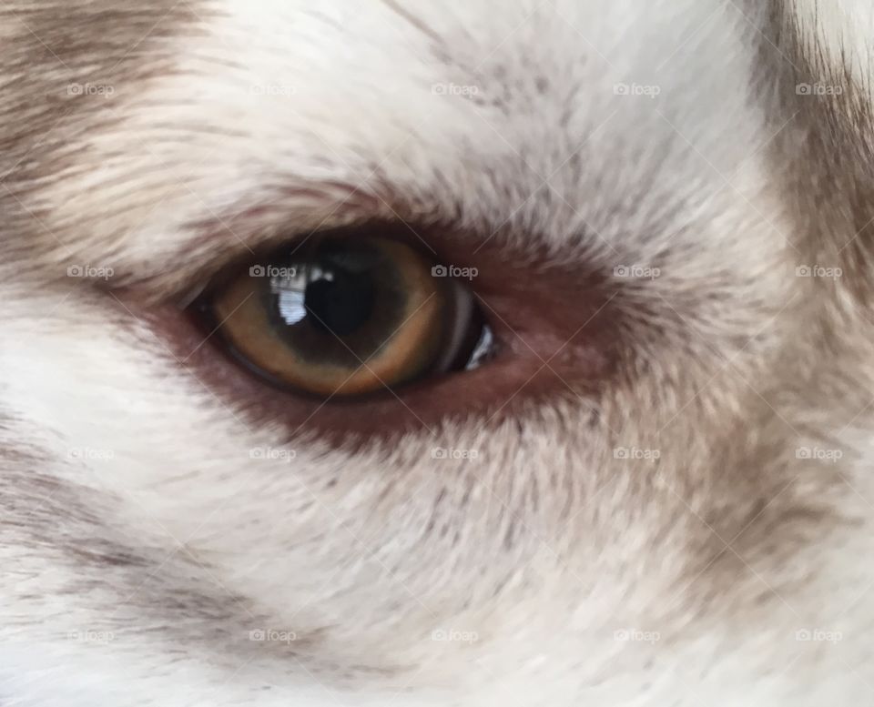 Canine eye