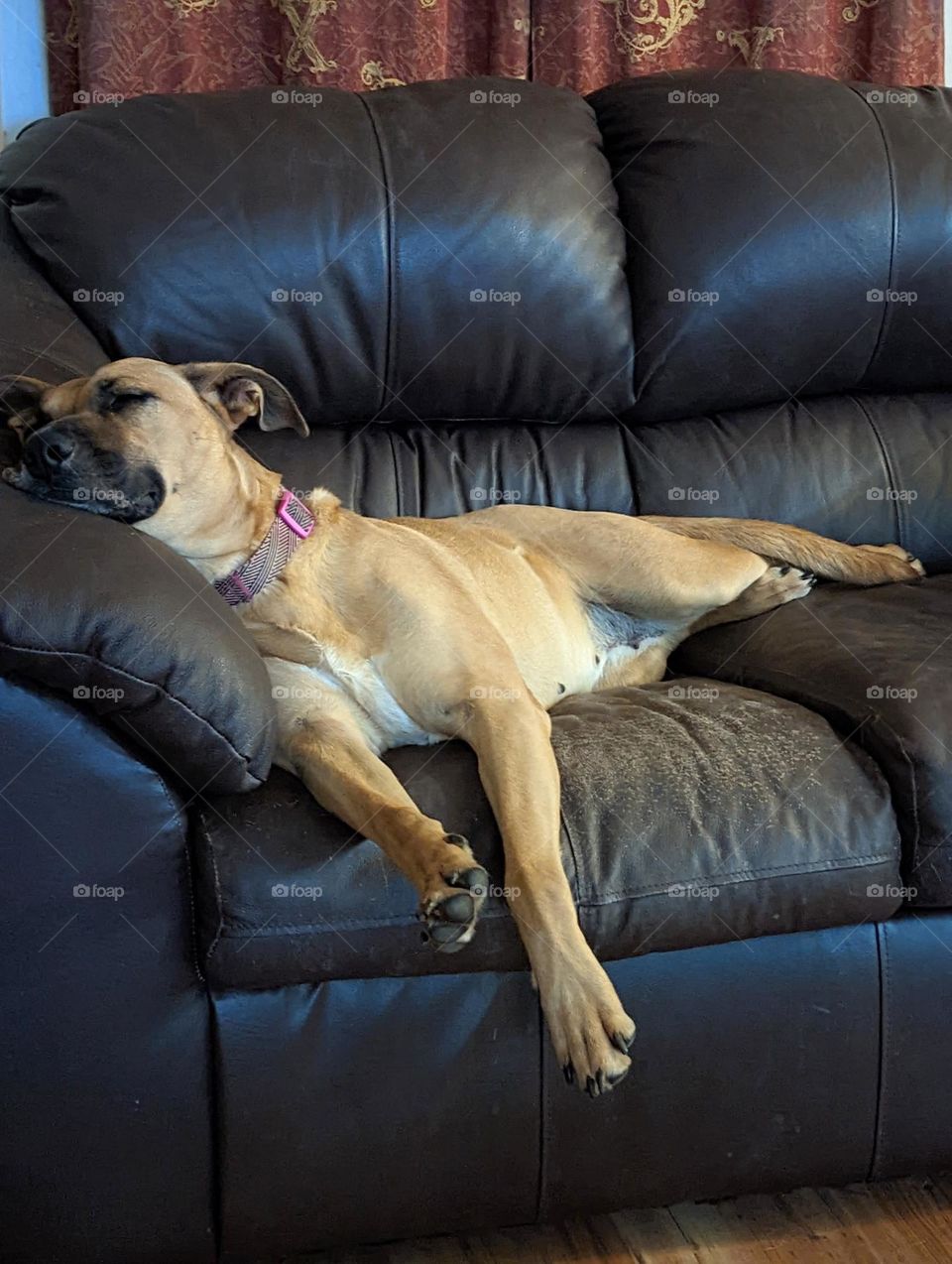 lounging bullmastiff