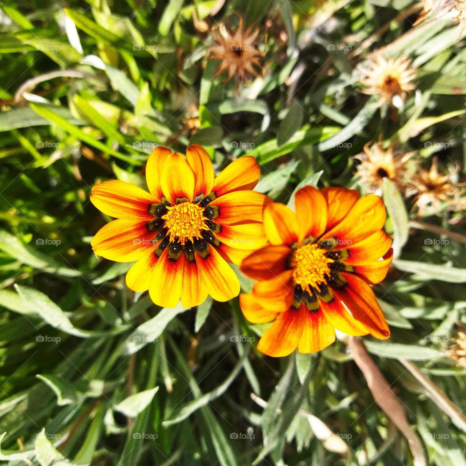 beautiful yellow flowers