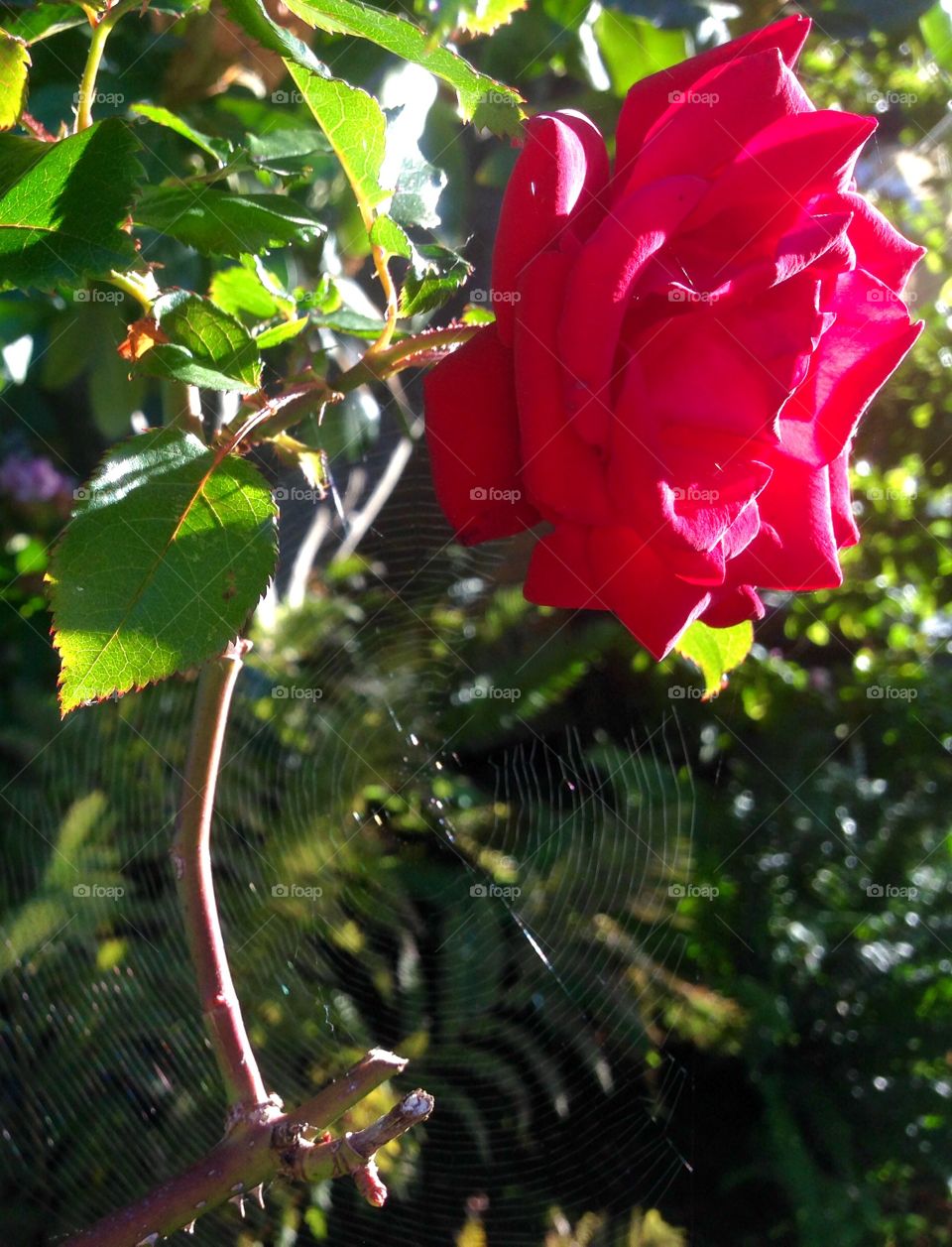 Morning rose. 