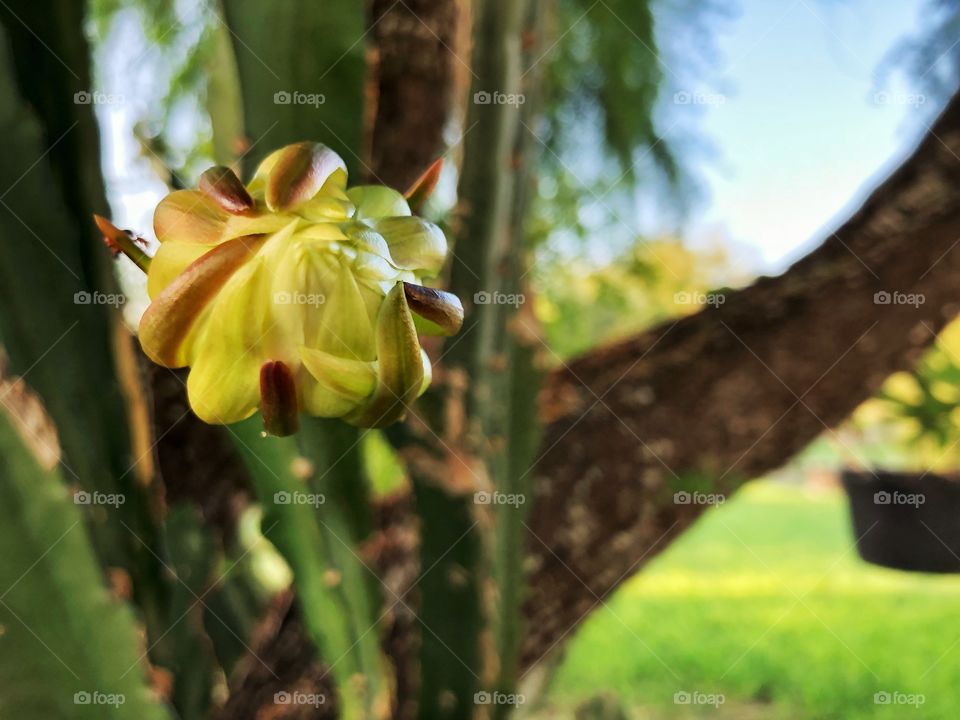Blooming cactus flower 