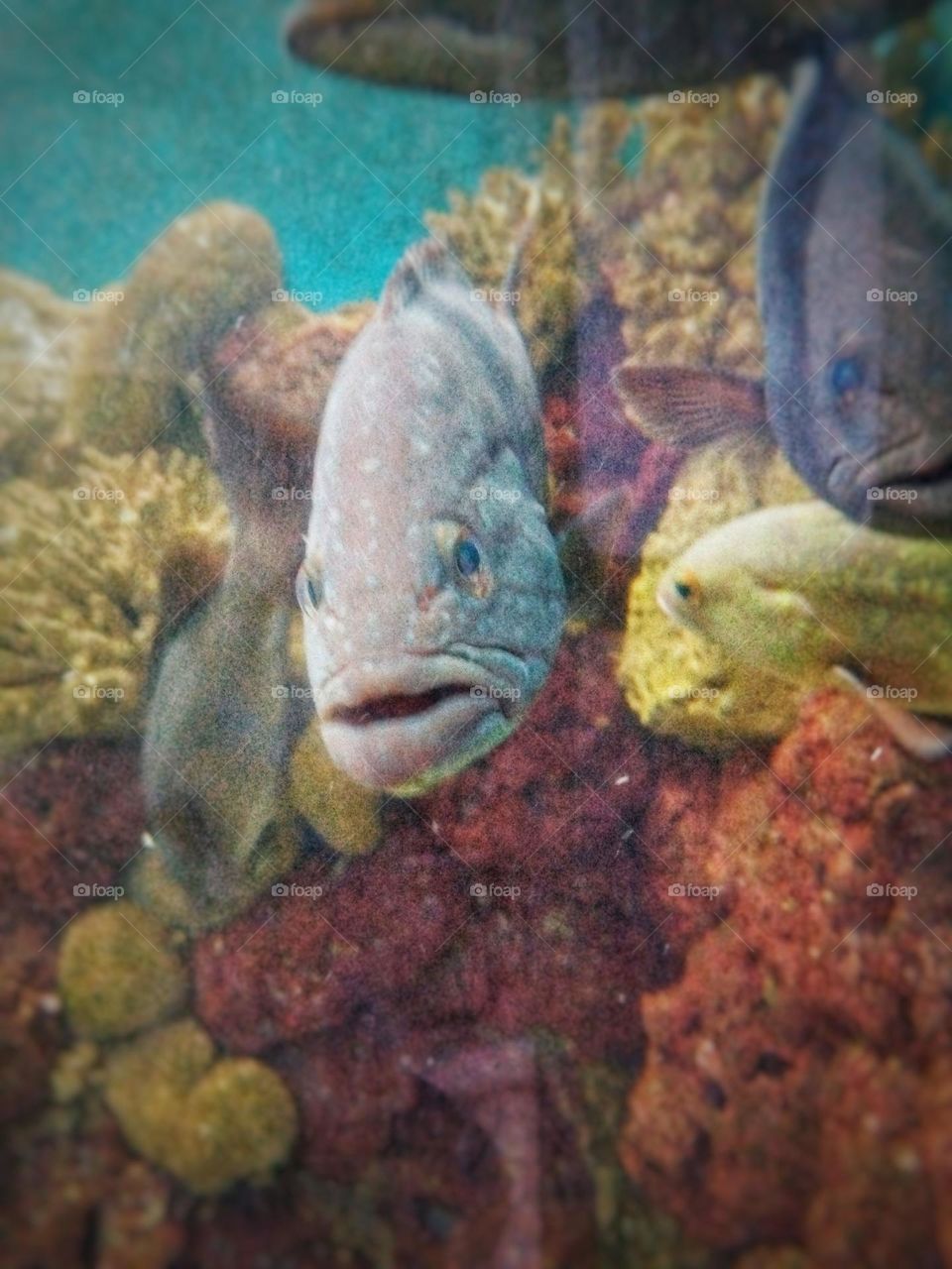 weird fishes underwater