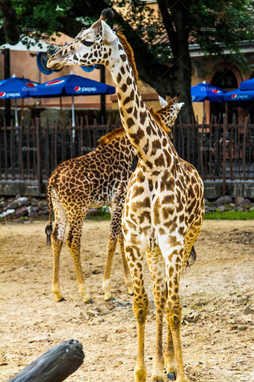 Giraffe Frenzy