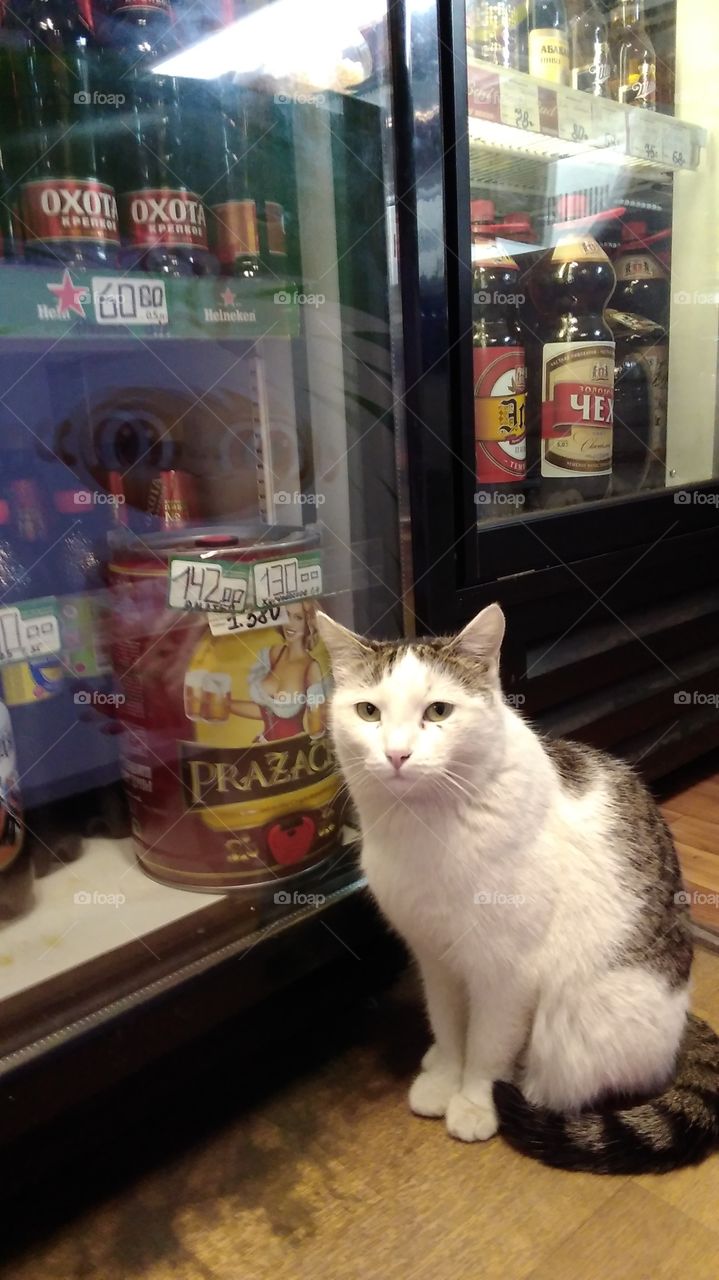 cat and beer