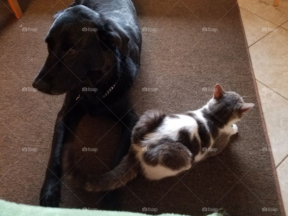 A dog and his cat