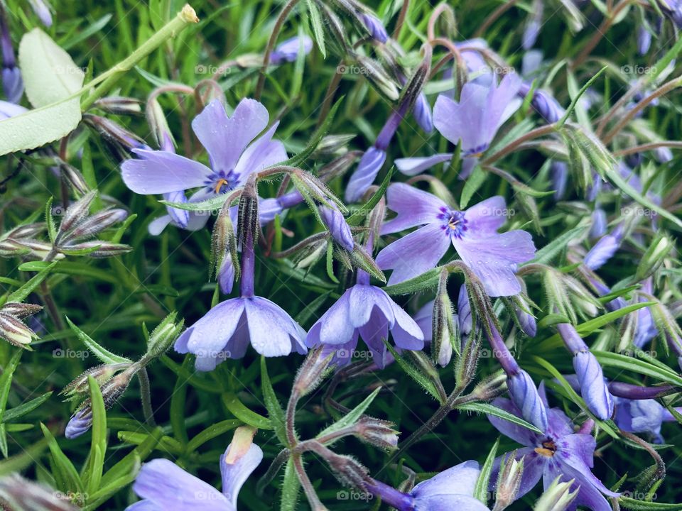 Purple blooms 