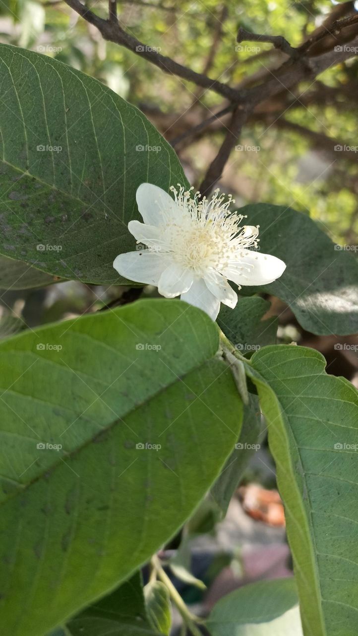 guava tree with flowers after that fruits will come.