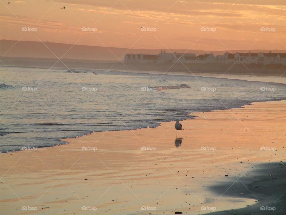 Lost Bird on the Beach