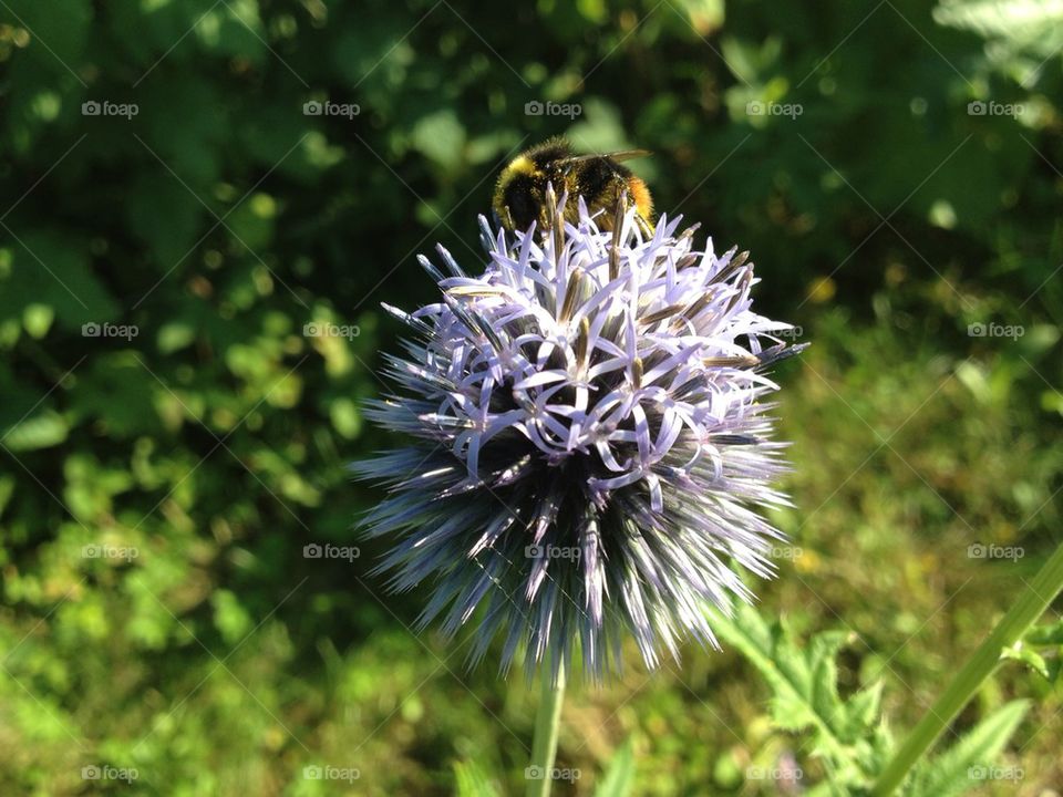 Humla Bomba Bumblebee