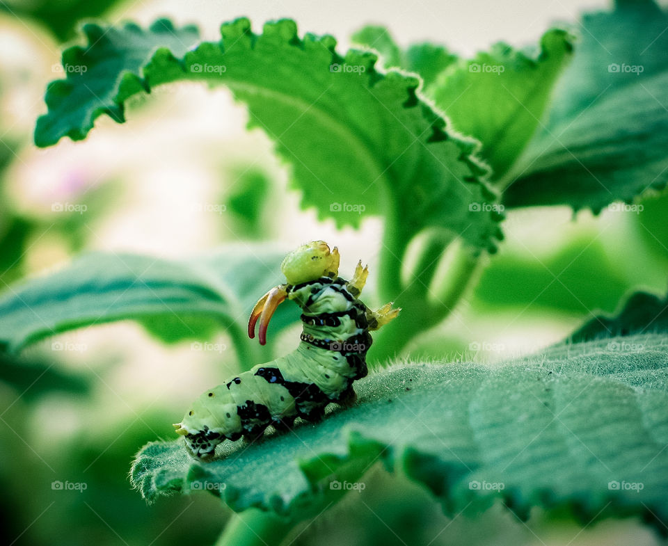 Green Caterpillar 
