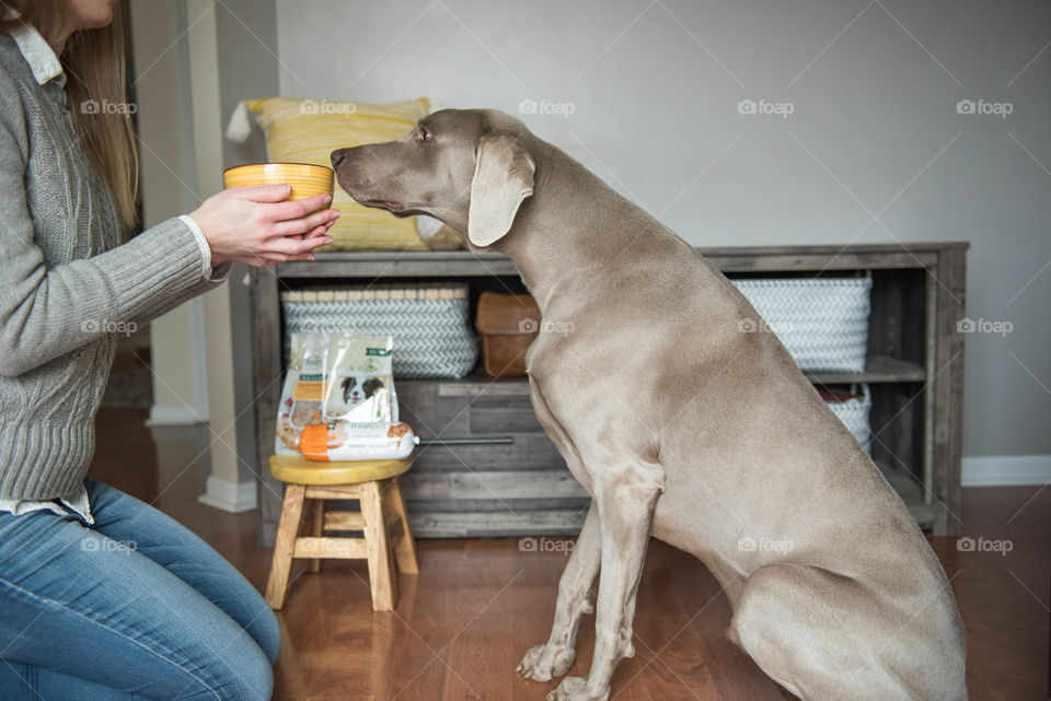 Young woman feeding her pet weimaraner dog indoors