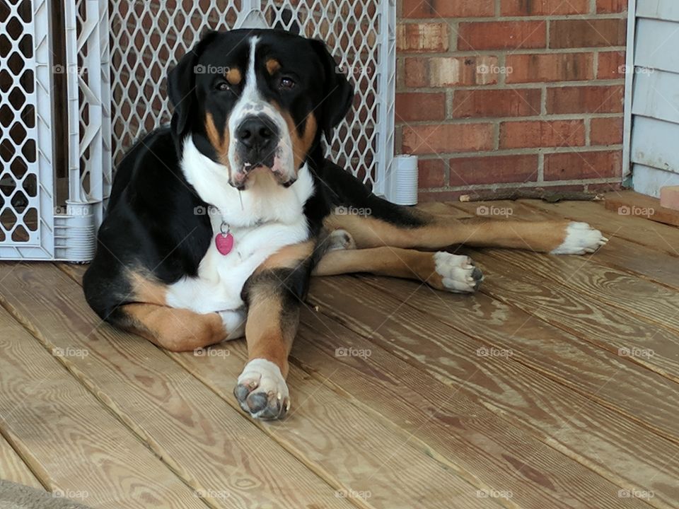 Greater Swiss Mountain Dog