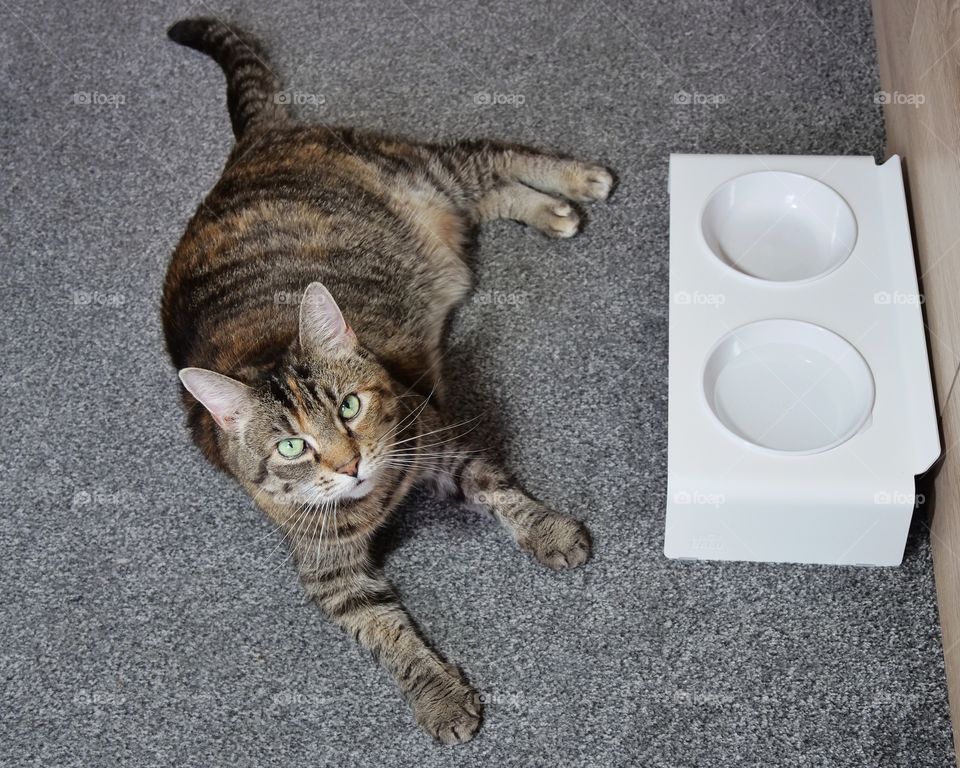 LucyBalu Duo Dining Station