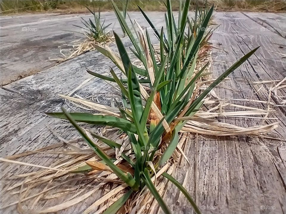 grass growing through boardwalk