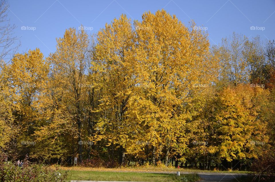 Autumn trees