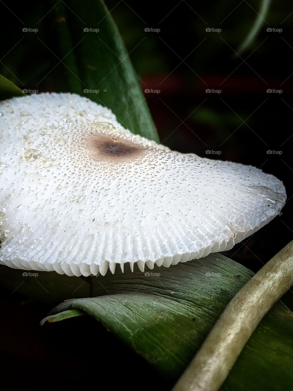 A mushroom beside my orchid colections