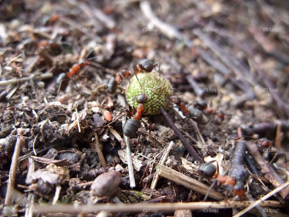 There is an ant hill close to my house.  The weather has been nice so the ants have been very busy and active. I noticed that many ants makes an interesting sound.