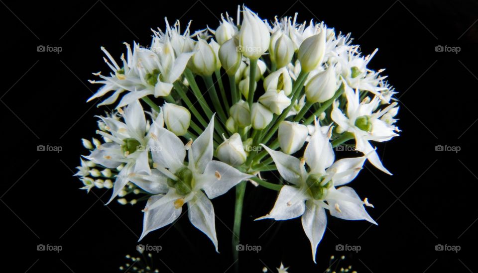 White flowers