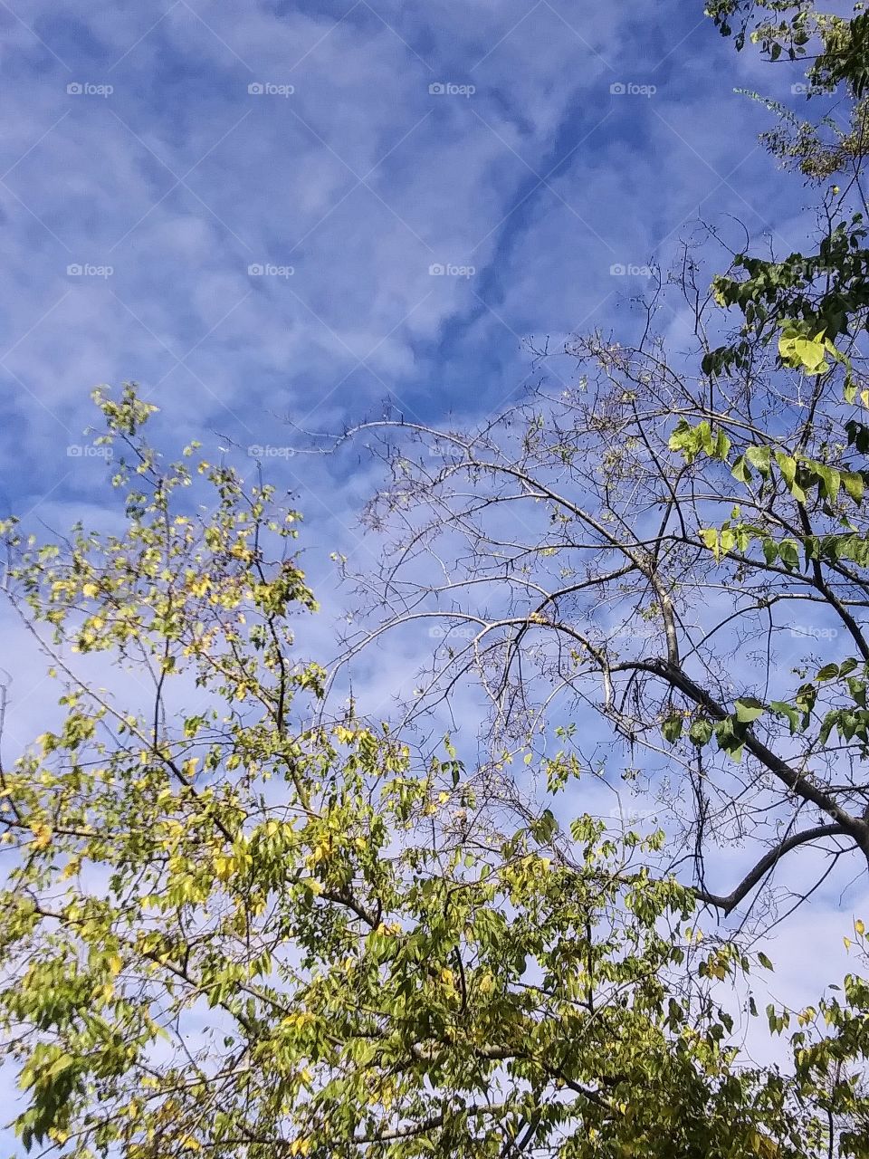 trees against the sky