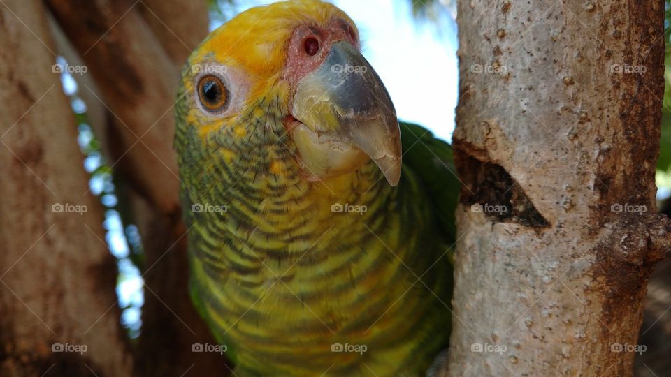 Close-up of a parrot