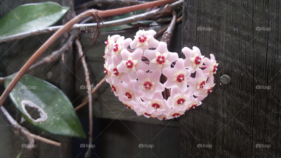 A beautiful pink flower in the shape of a bouquet made up of delicate small pink flowers hanging from a vine with deep green leaves running along a fence in a garden