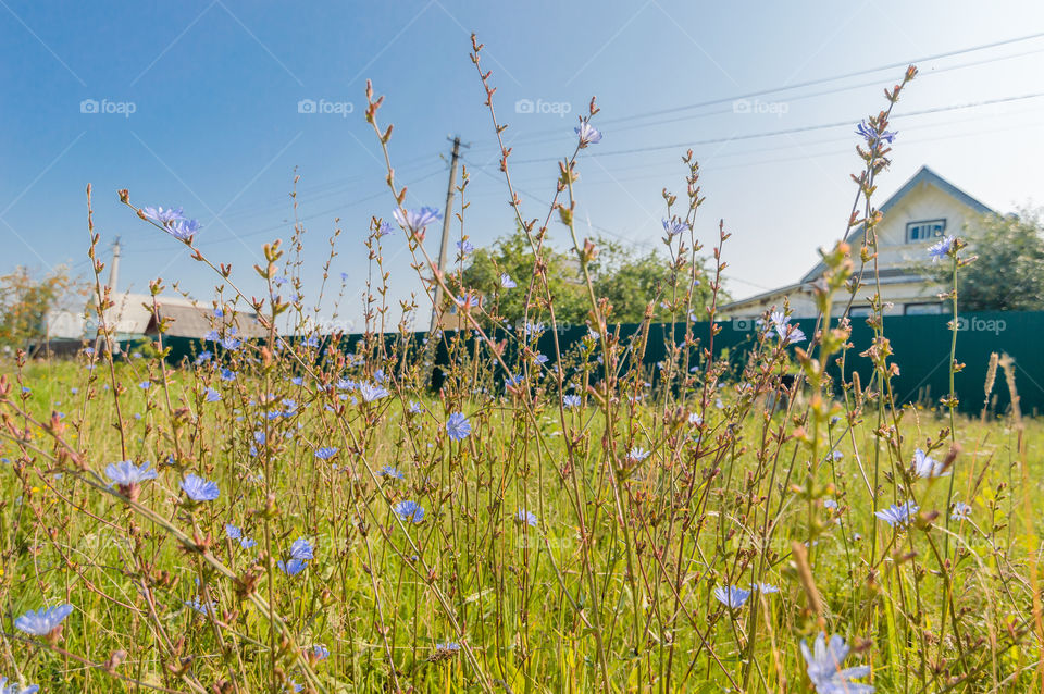 Bluet, knapweed, countryside, village, sun, blue