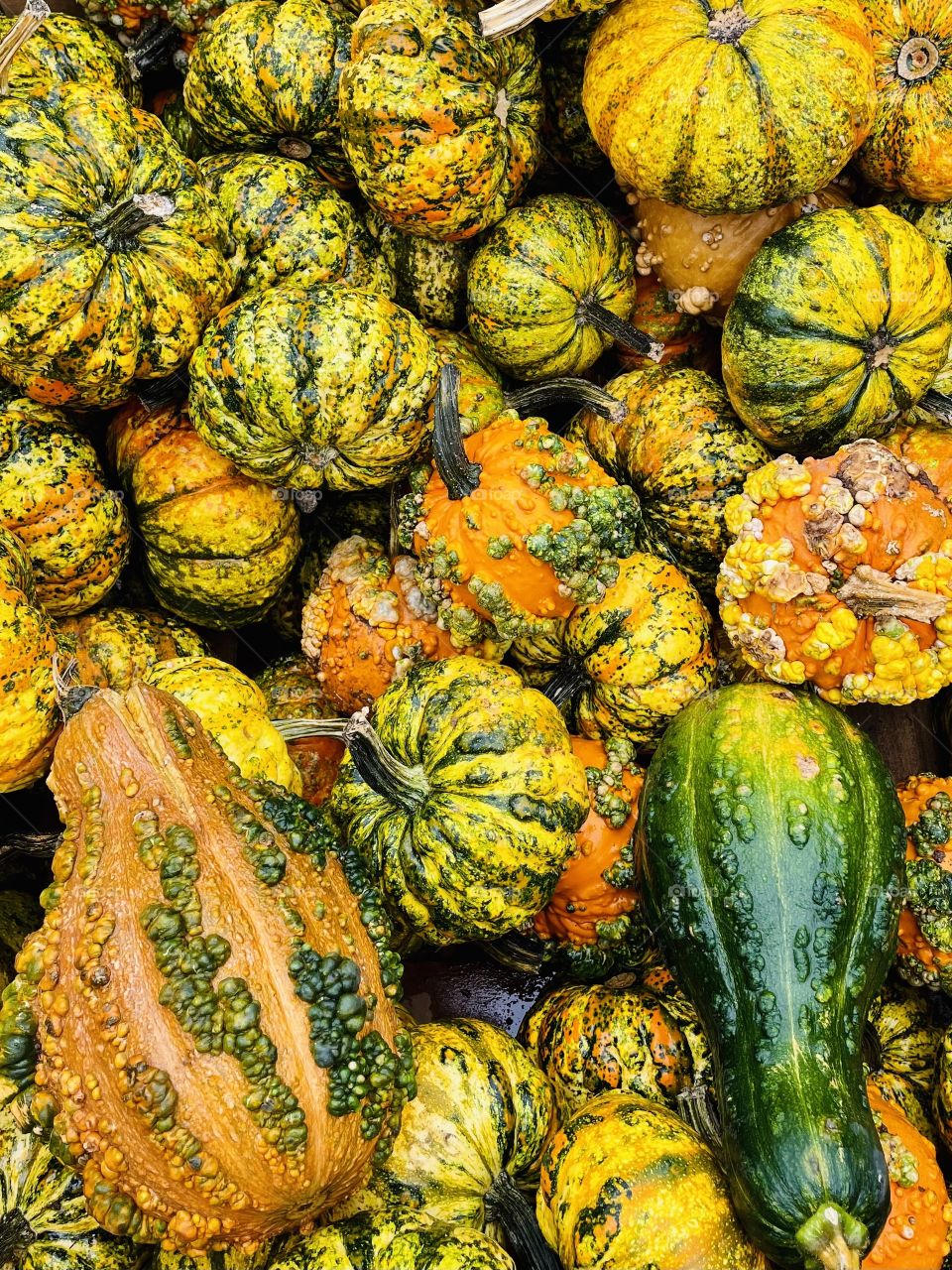 Pumpkin Patch in Stuart’s Draft, Virginia