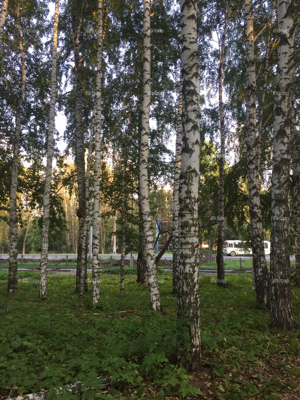 Березовая роща 