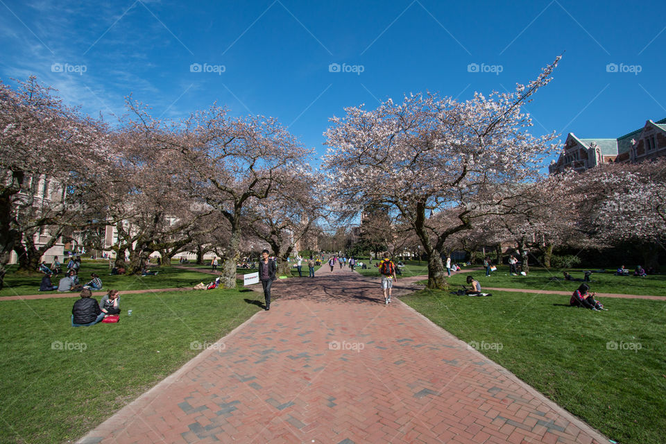 Tree, Park, People, City, Landscape