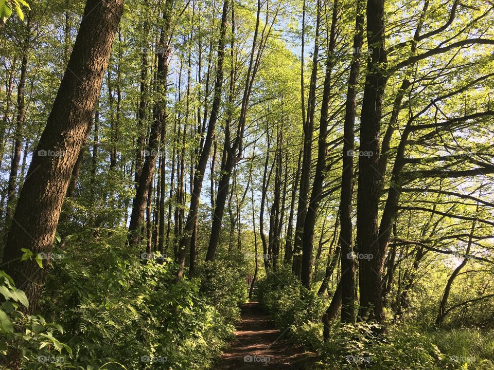 high trees in the forest