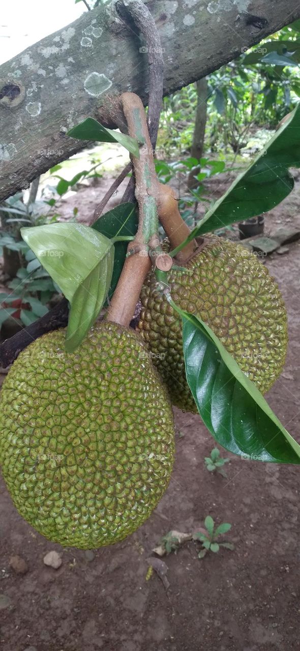 Jackfruit the name of a type of tree as well as its fruit Jackfruit tree belongs to the Moraceae tribe.
