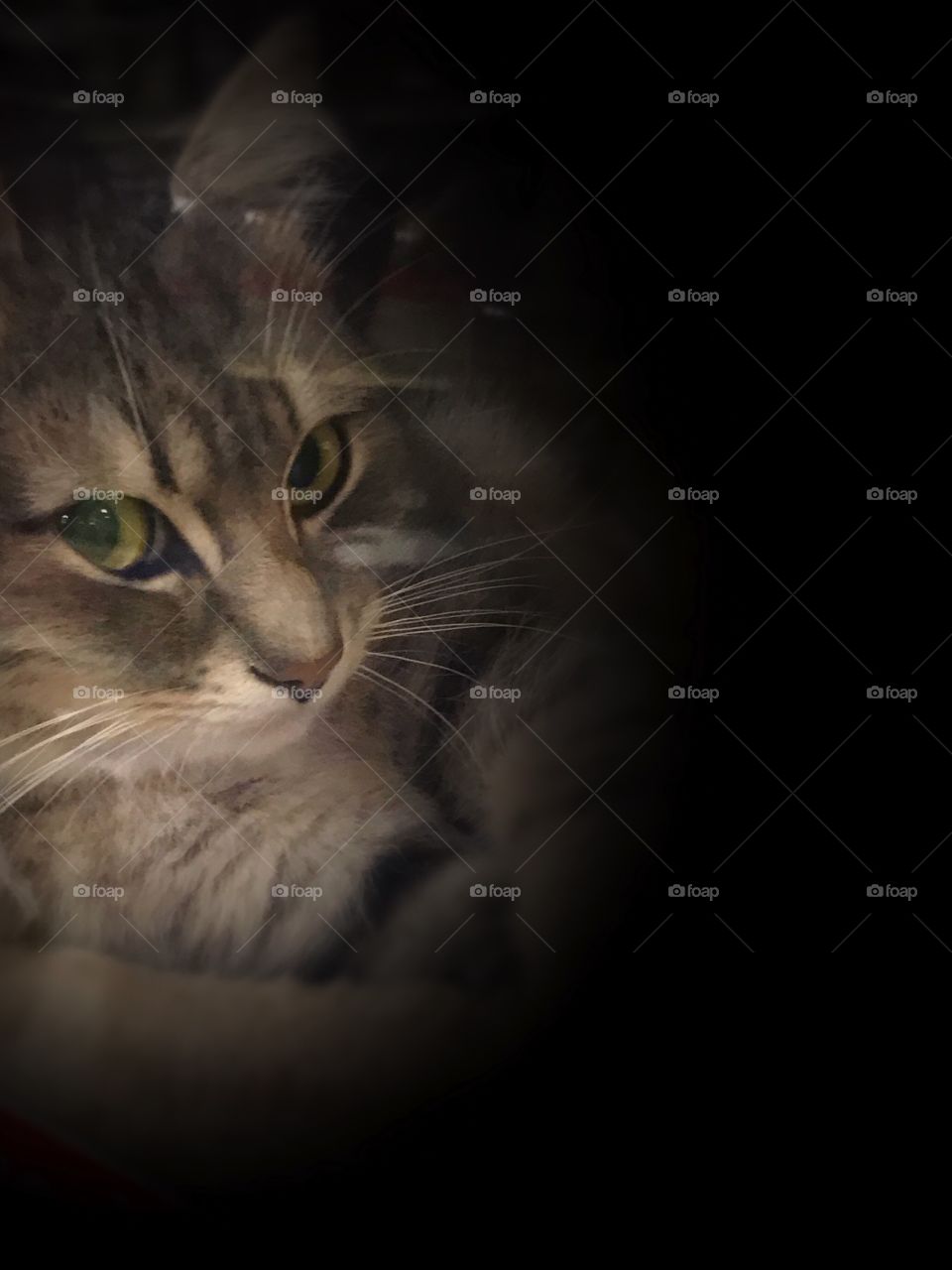 A beautiful grey and white cat with pretty yellow, green eyes. USA, America 