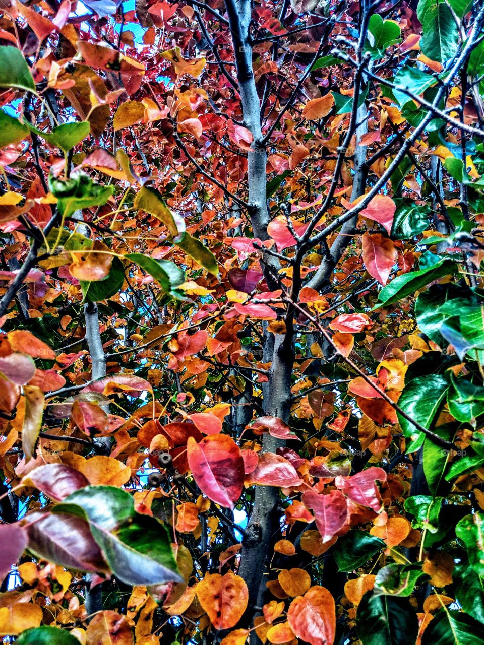 Fall colors, Denver Colorado