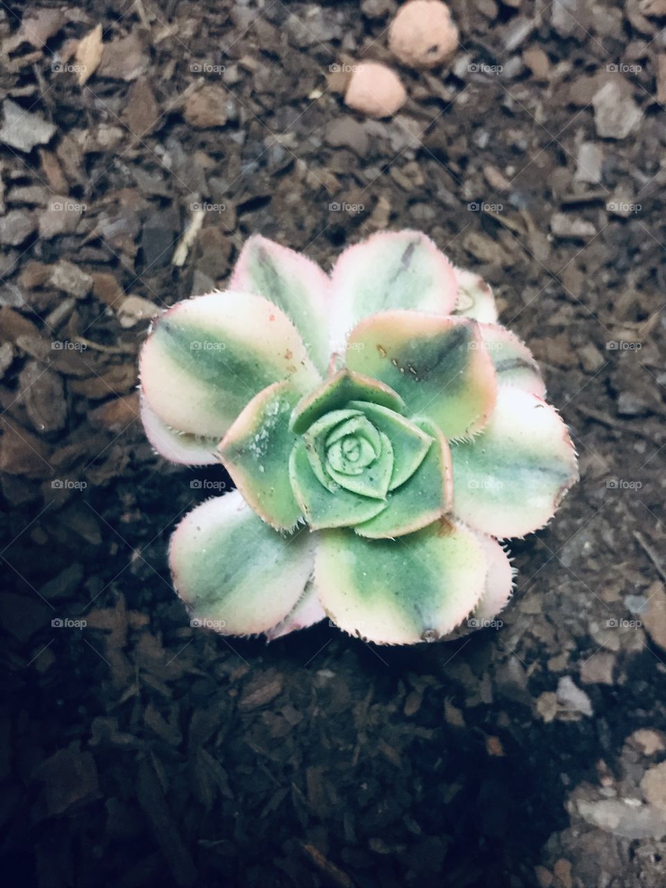 Succulent 