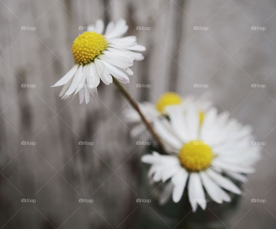 Carmel Daisies 