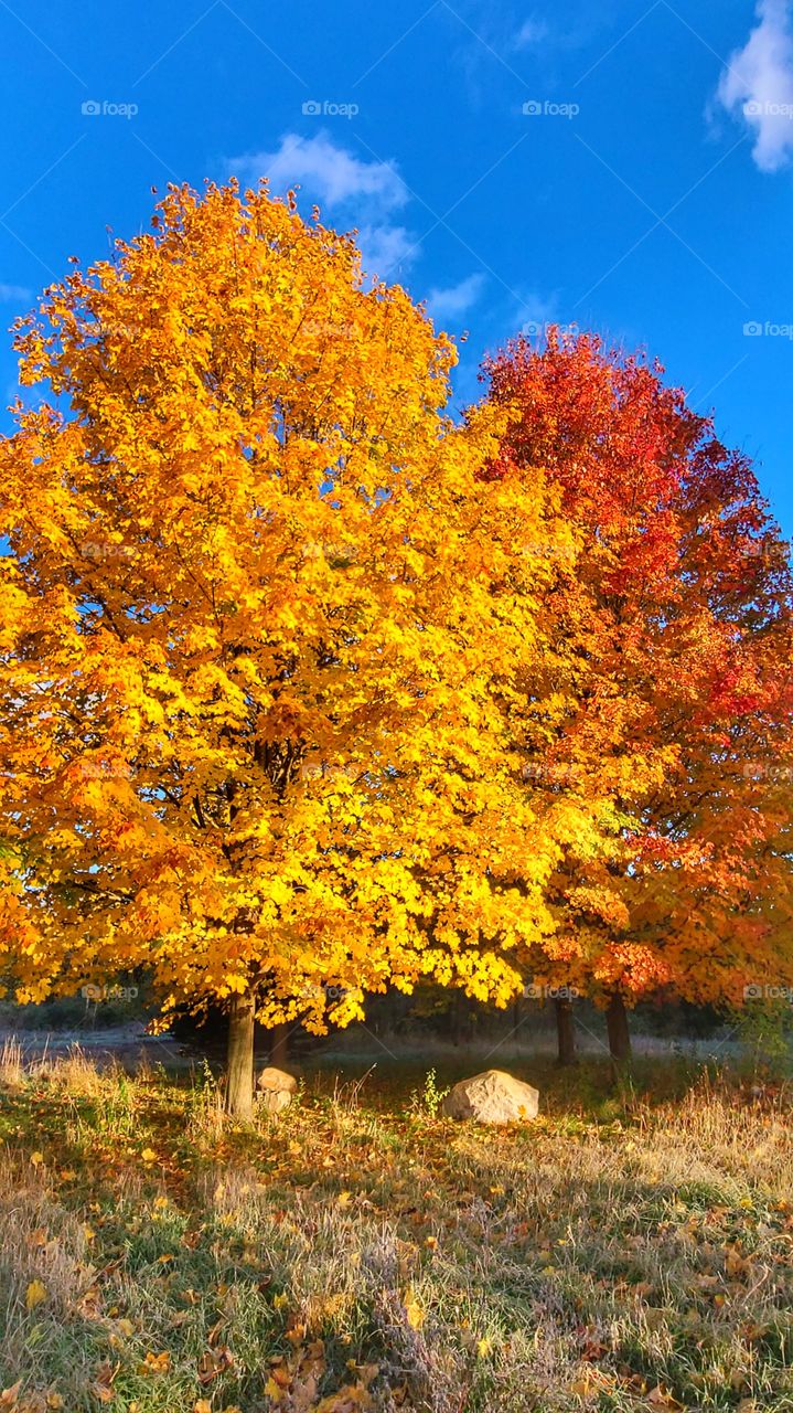 maple trees in the fall