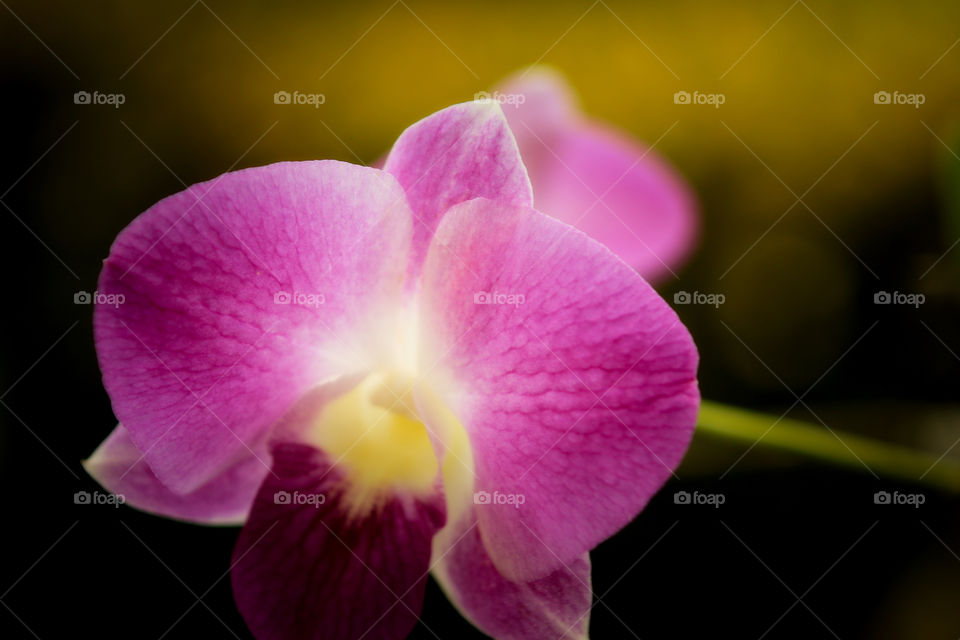 Orchid 