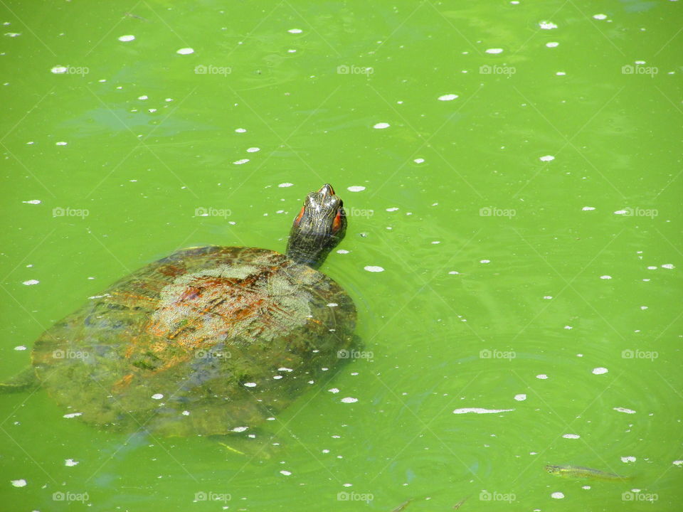 turtle