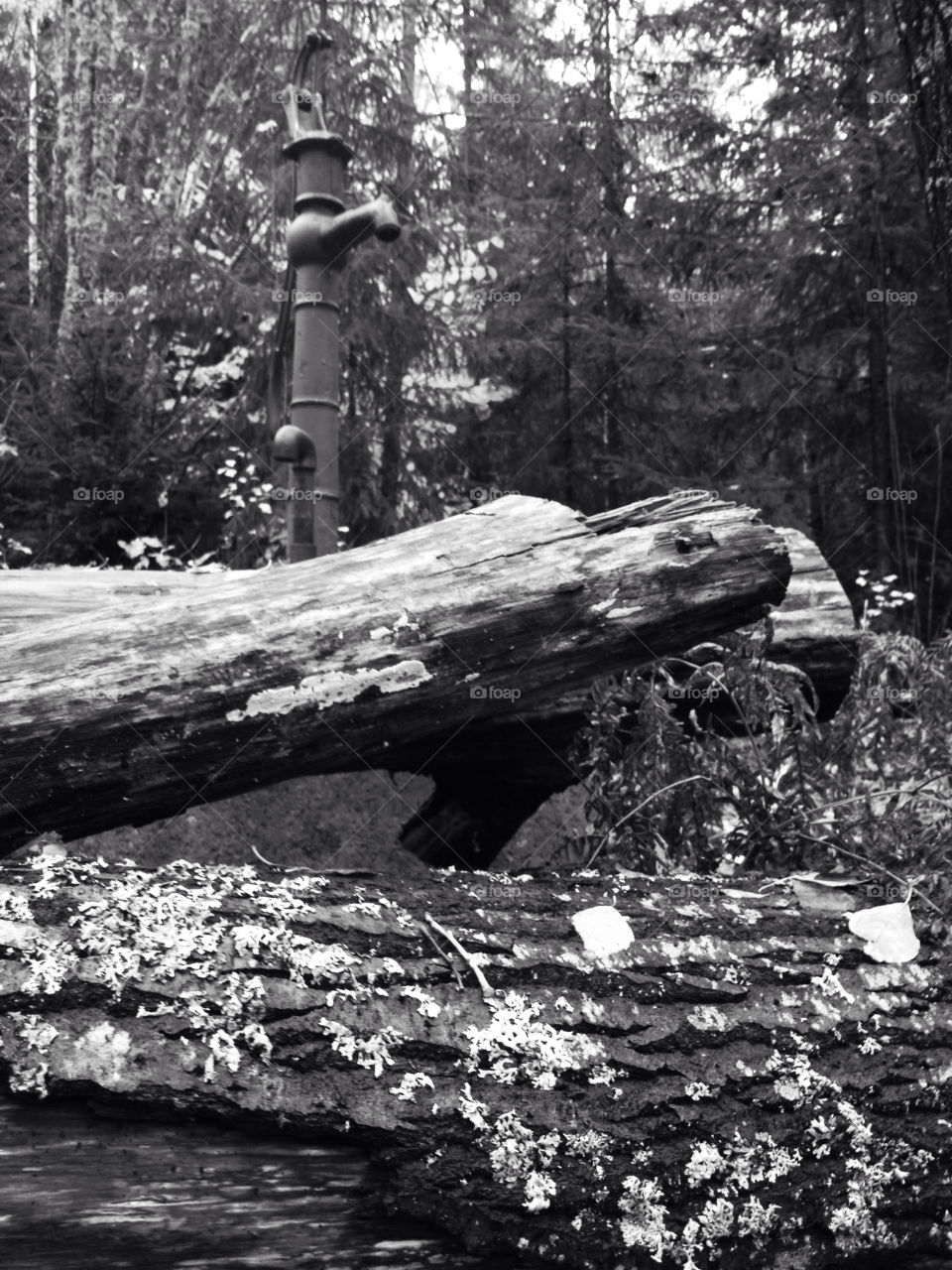 skog pump stockar svart vit by Vompi