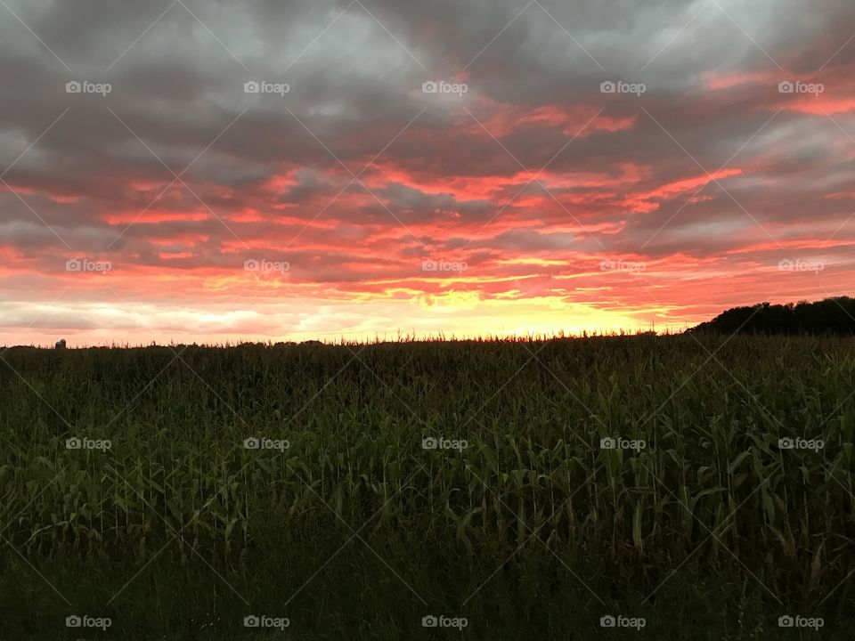 Sunset over a corn field.