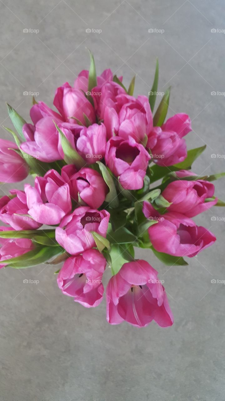 pink tulips
